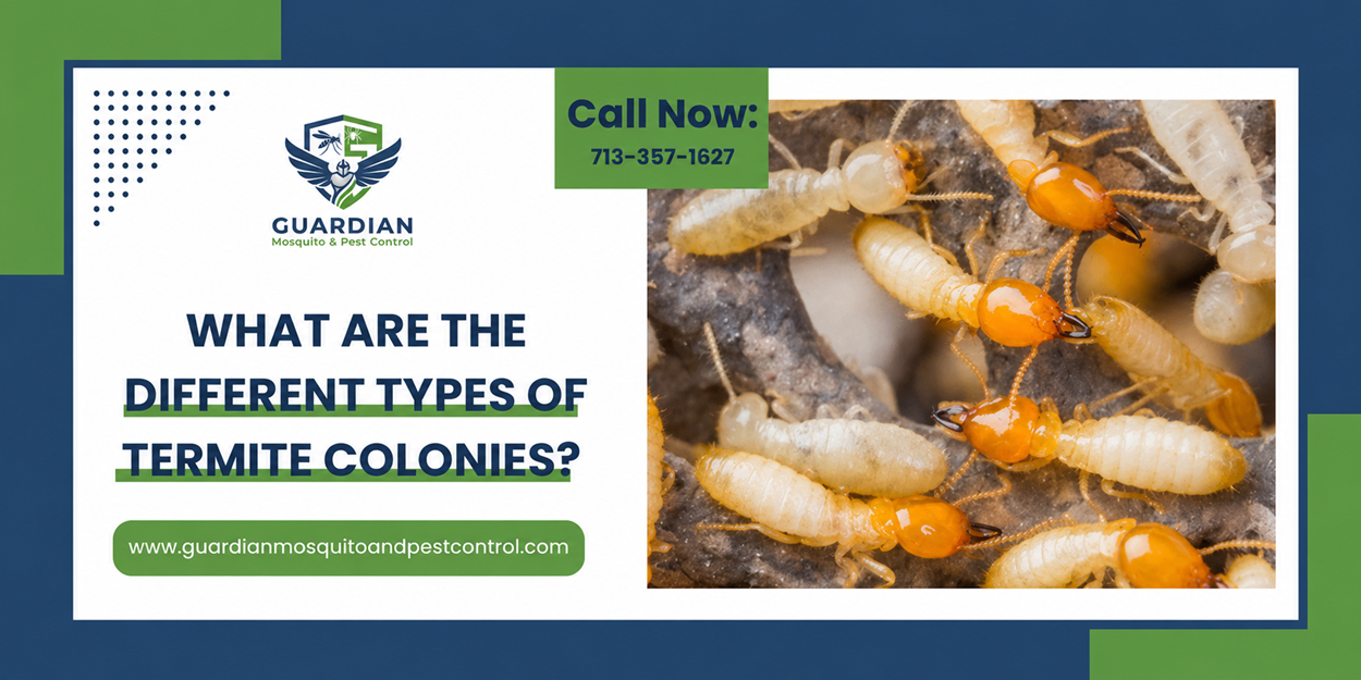 What Are The Different Types of Termite Colonies