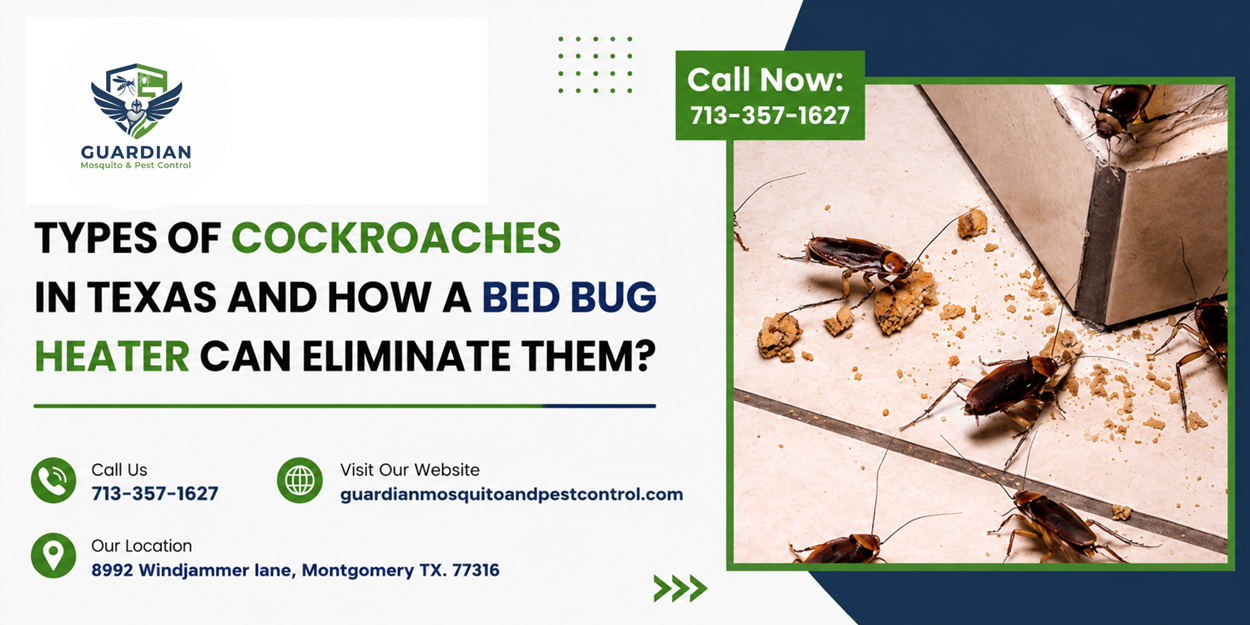 Types of Cockroaches in Texas and How a Bed Bug Heater Can Eliminate Them