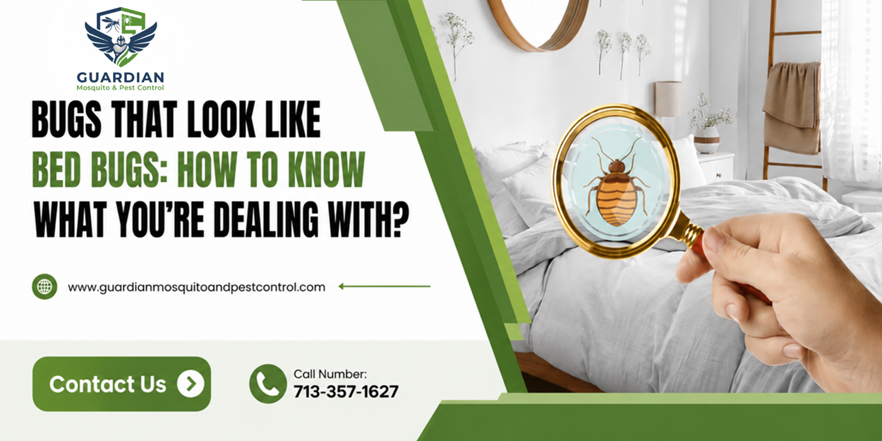 Bugs That Look Like Bed Bugs How To Know What You’re Dealing With