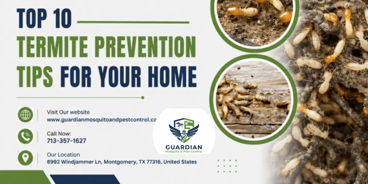 Top 10 Termite Prevention Tips for Your Home