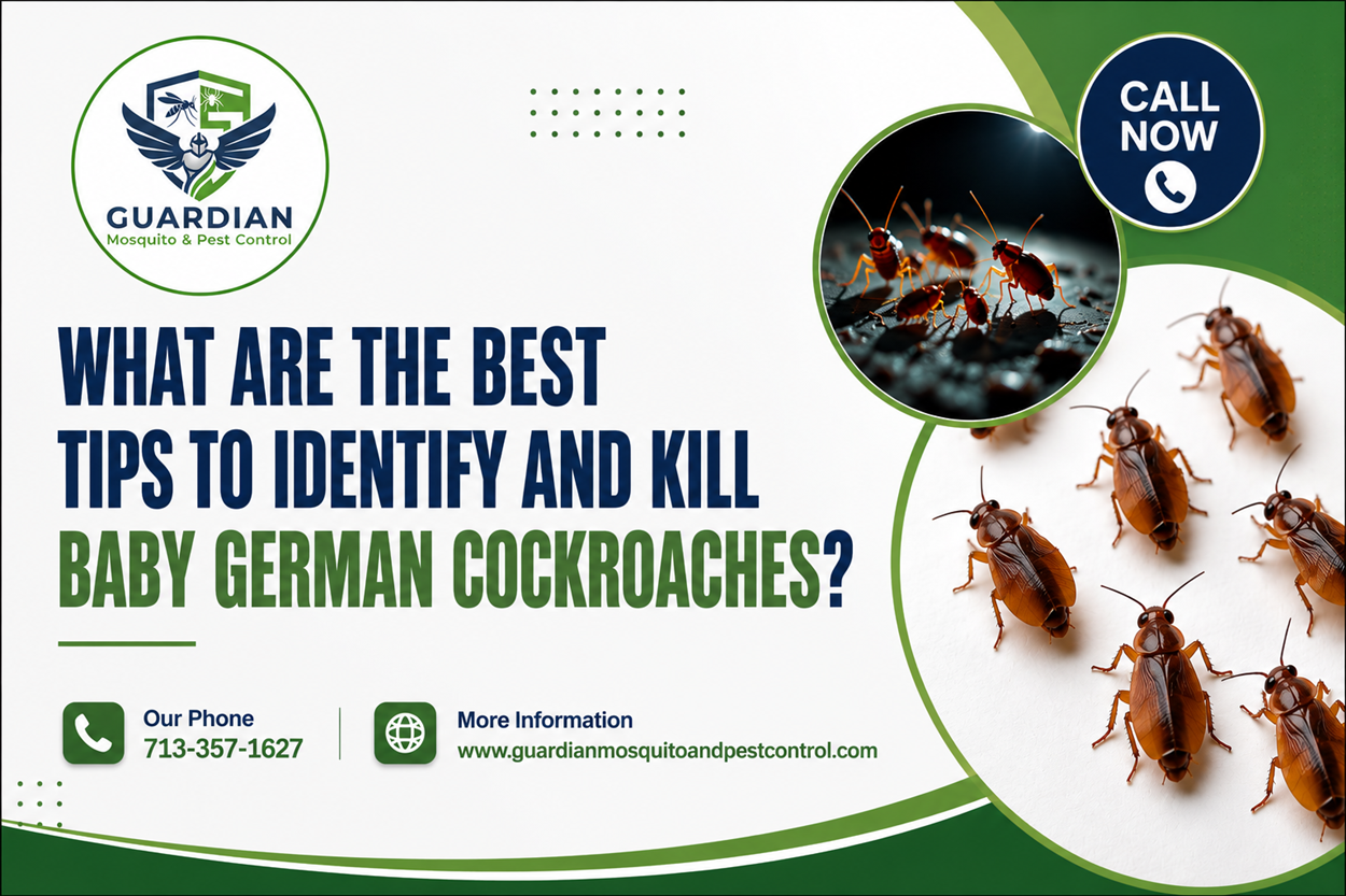 What Are the Best Tips to Identify and Kill Baby German Cockroaches