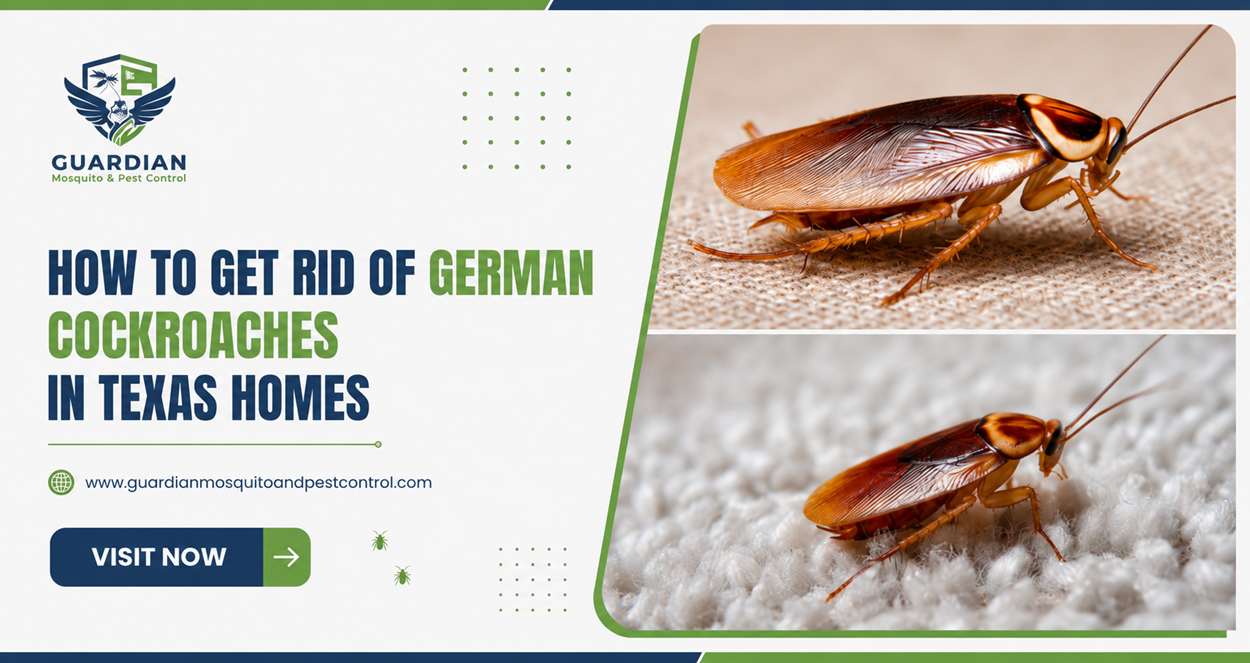 How to Get Rid of German Cockroaches in Texas Homes