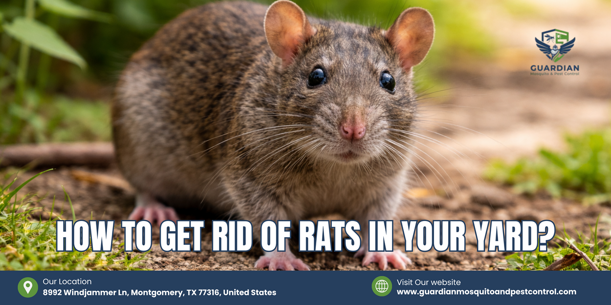 How to get rid of rats