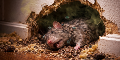 Dead Rodent Smell in Wall​