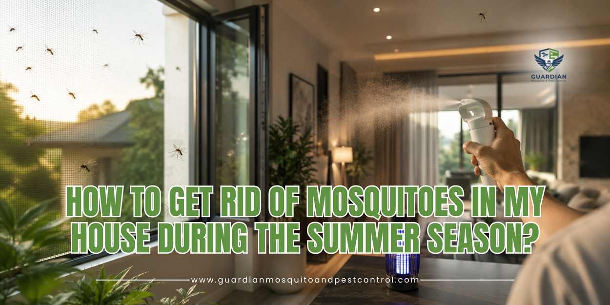 How to Get Rid of Mosquito in My House