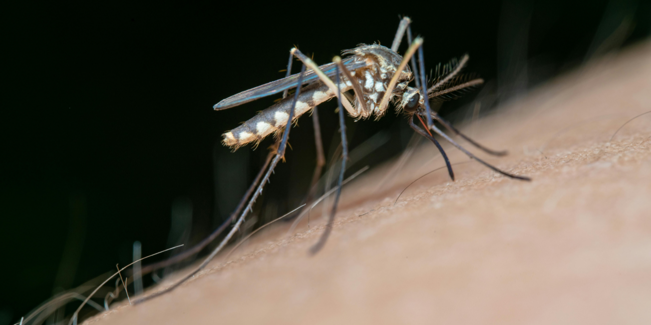 Mosquito Control Service