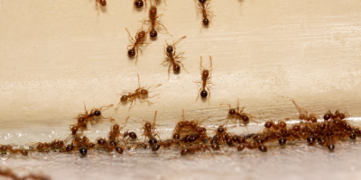 Why Fire Ants Are a Serious Problem in Montgomery, TX Yards