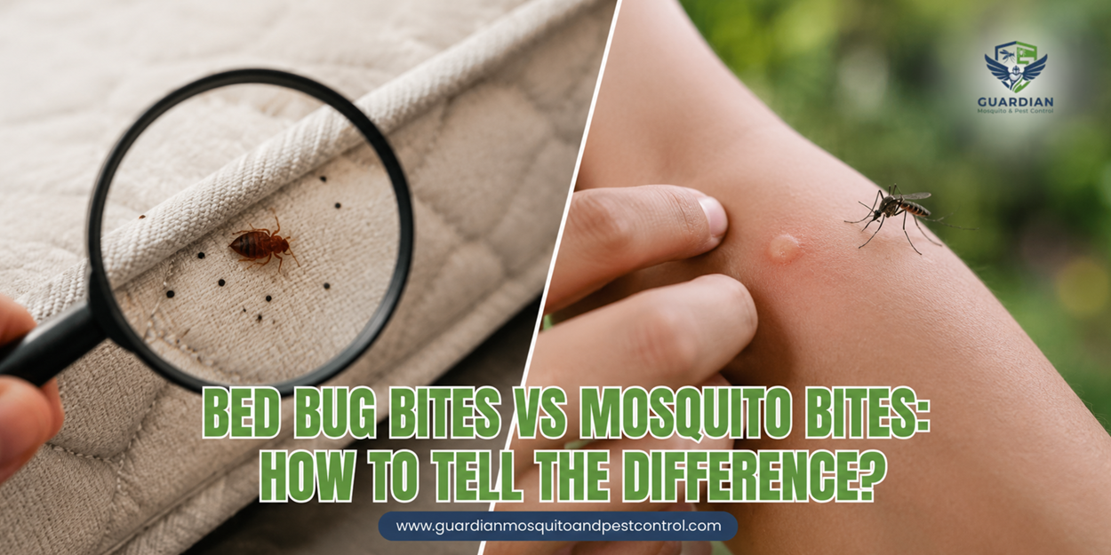 Bed Bug Bites vs Mosquito Bites