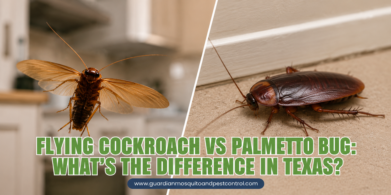 Flying Cockroach vs Palmetto Bug